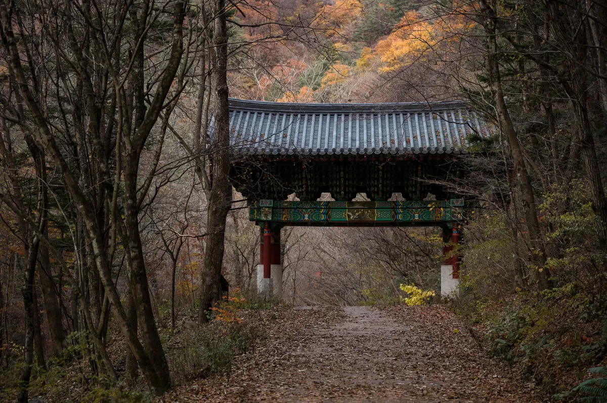 A traditional Korean gate stands amidst an autumn forest with falling leaves.